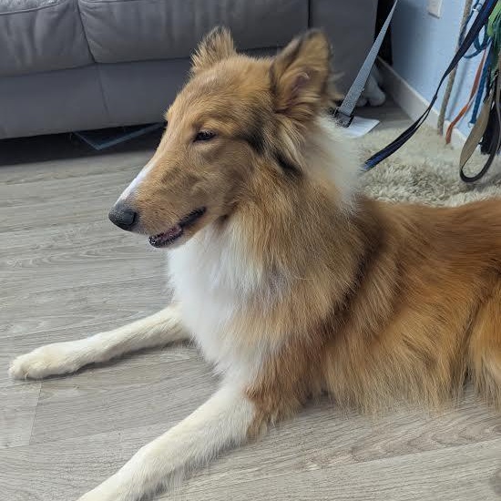 Enlarge Wrangler, an adopted Rough Collie in Blue Earth, MN image 5/5