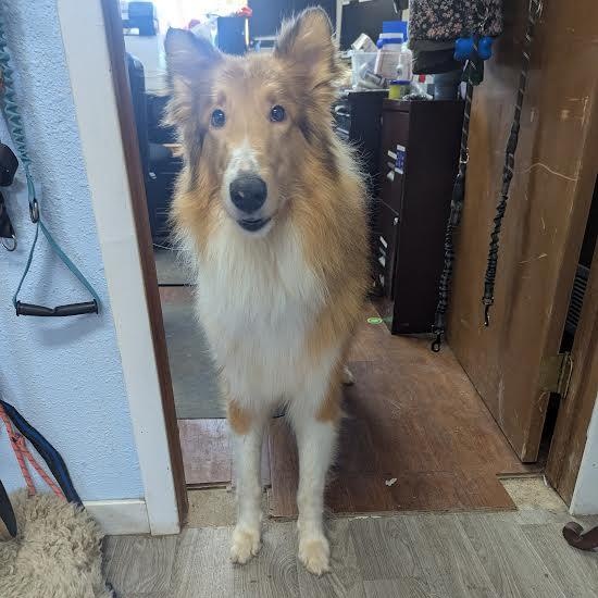 Enlarge Wrangler, an adopted Rough Collie in Blue Earth, MN image 3/5