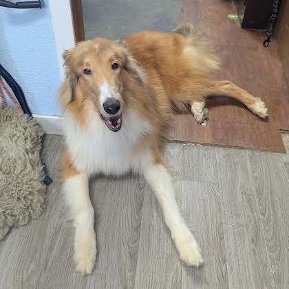 Enlarge Wrangler, an adopted Rough Collie in Blue Earth, MN image 2/5