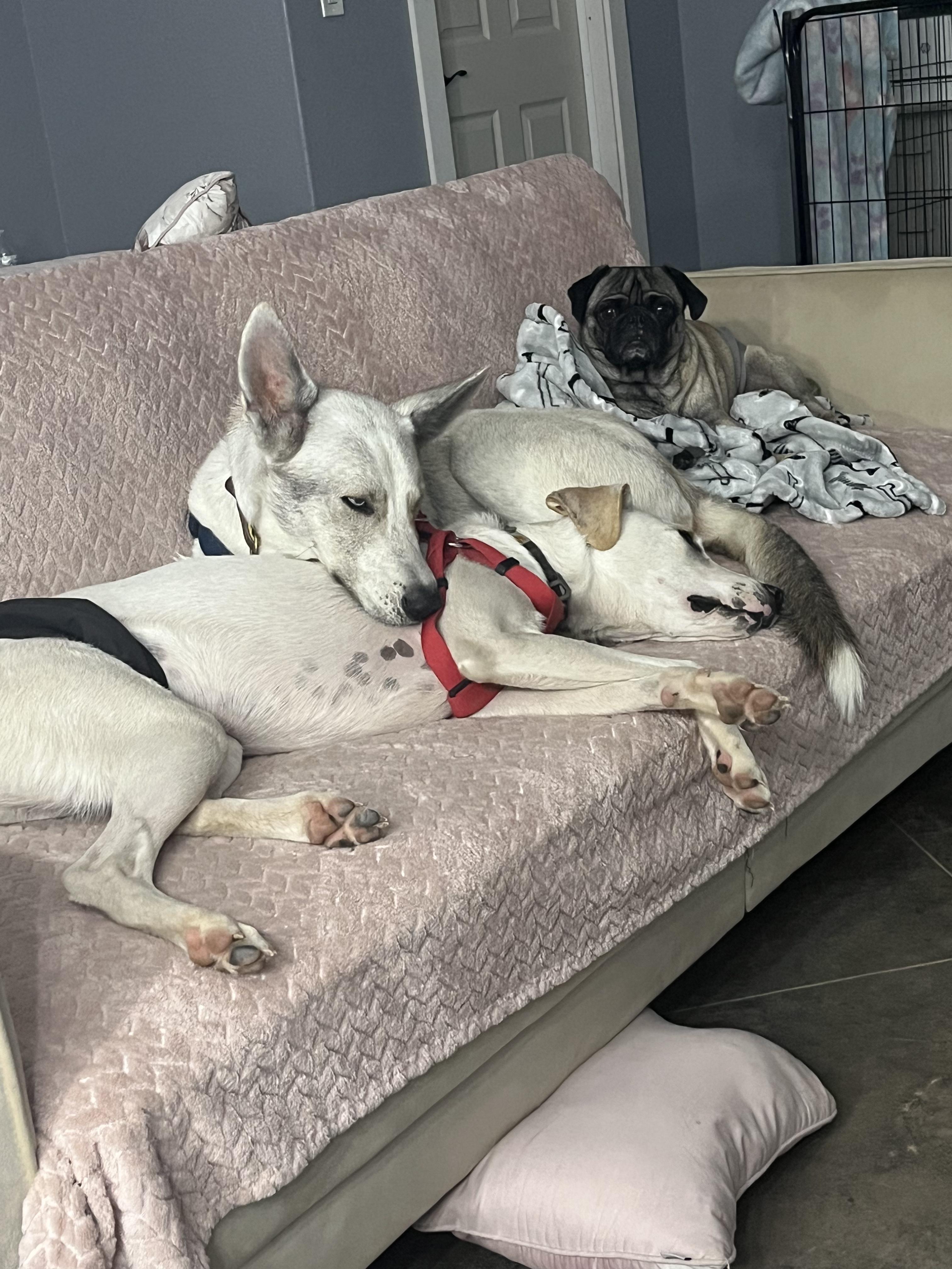 Enlarge Coyote , a Adoptable mixed breed in Nashville, TN image 1/6