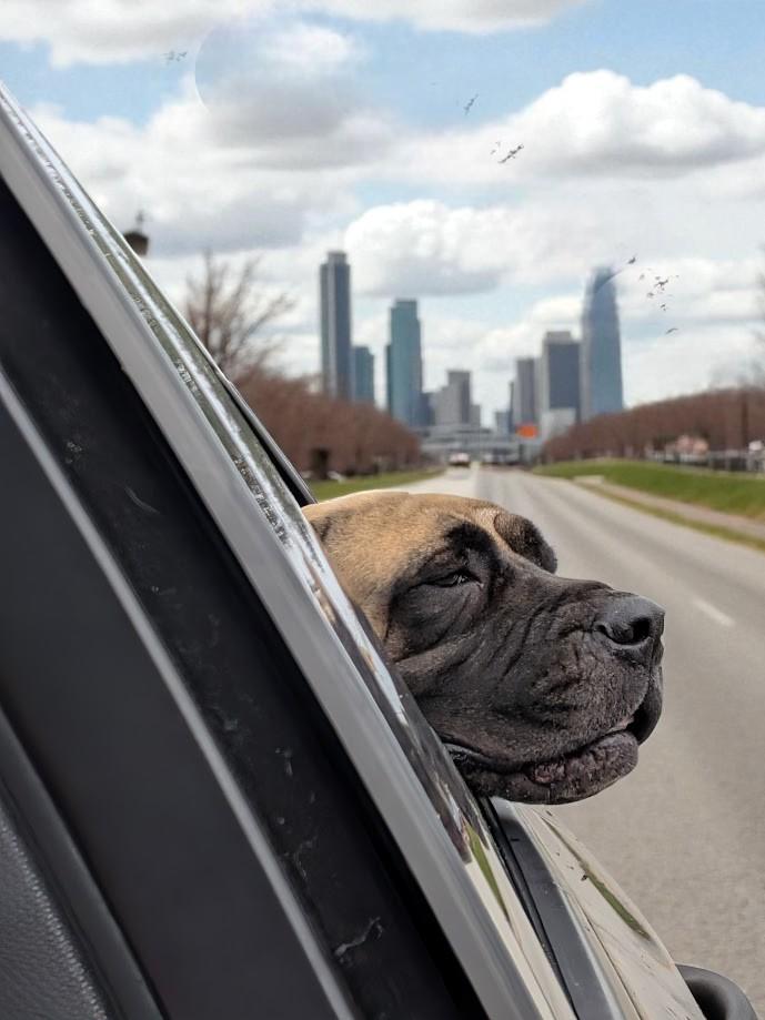Olive, a Adopted Mastiff in Lakeland, FL image 2/6