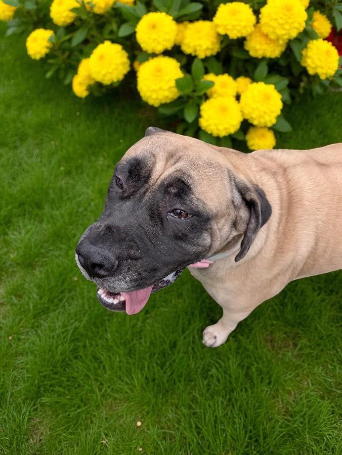 Olive, a Adopted Mastiff in Lakeland, FL image 3/6