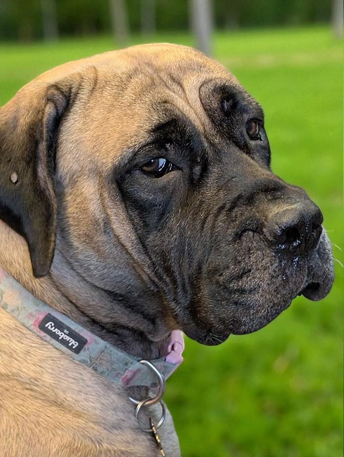 Olive, a Adopted Mastiff in Lakeland, FL image 5/6