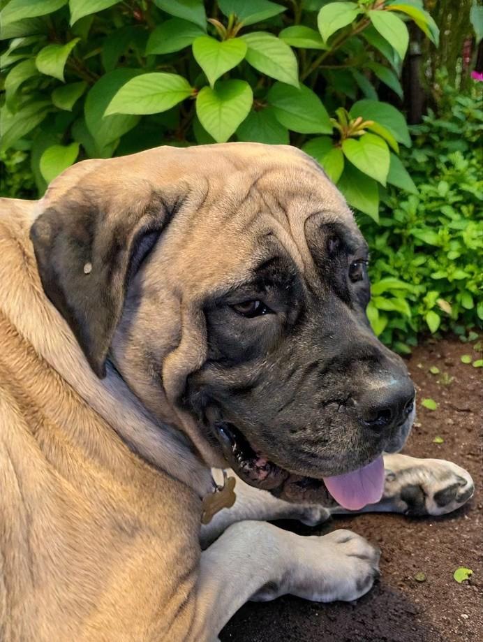 Olive, a Adopted Mastiff in Lakeland, FL image 1/6