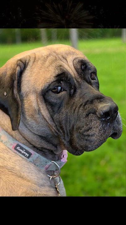 Enlarge Olive, a Adopted Mastiff in Lakeland, FL video 6/6