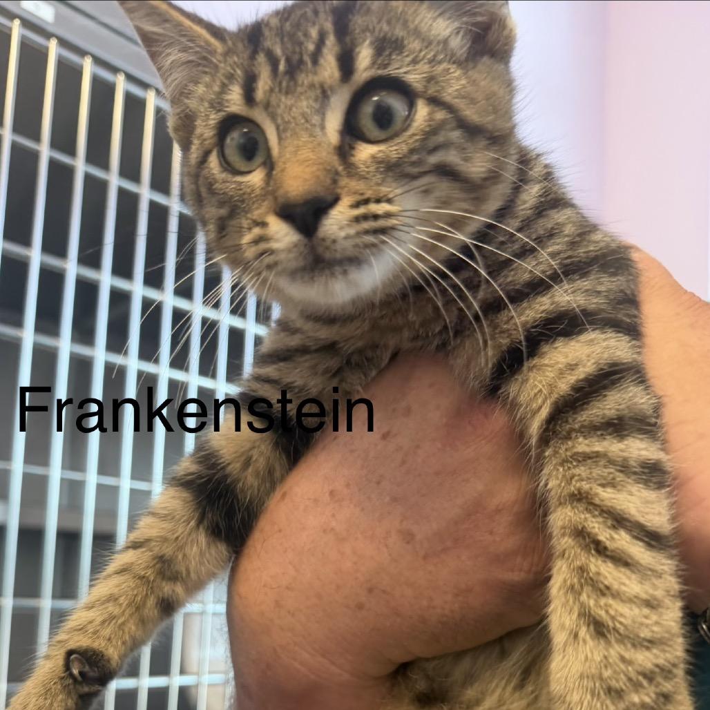 Enlarge Frankenstein, a Adoptable mixed breed in Madisonville, TN image 1/1