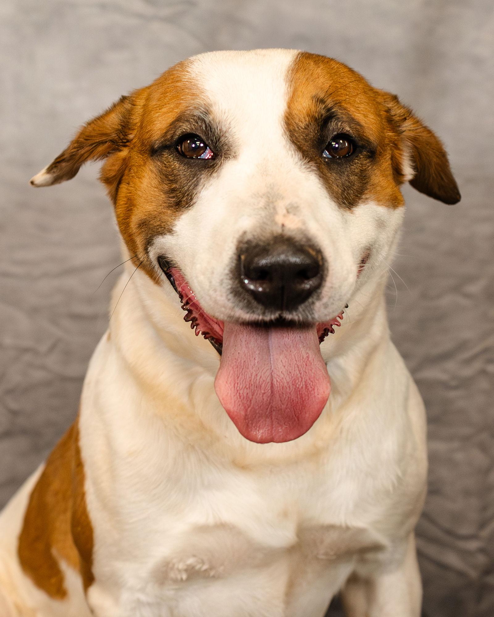 Marigold, a Adoptable mixed breed in Clinton, OK image 1/6