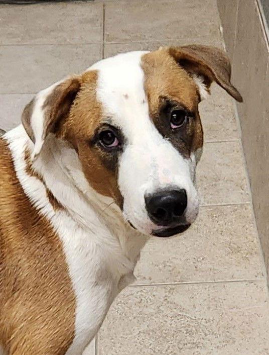 Enlarge Marigold, a Adoptable mixed breed in Clinton, OK image 2/3