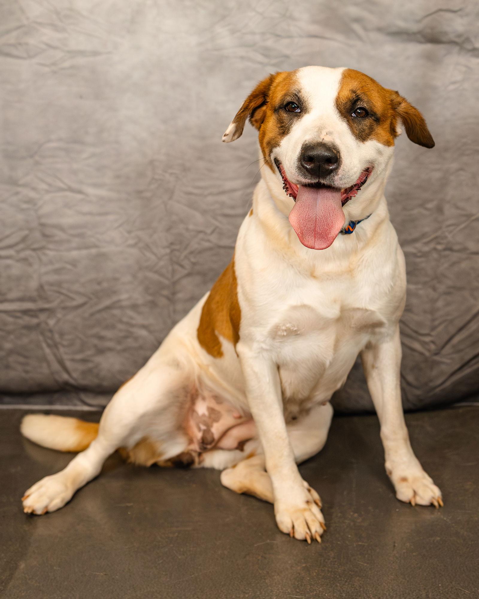 Marigold, a Adoptable mixed breed in Clinton, OK image 2/6