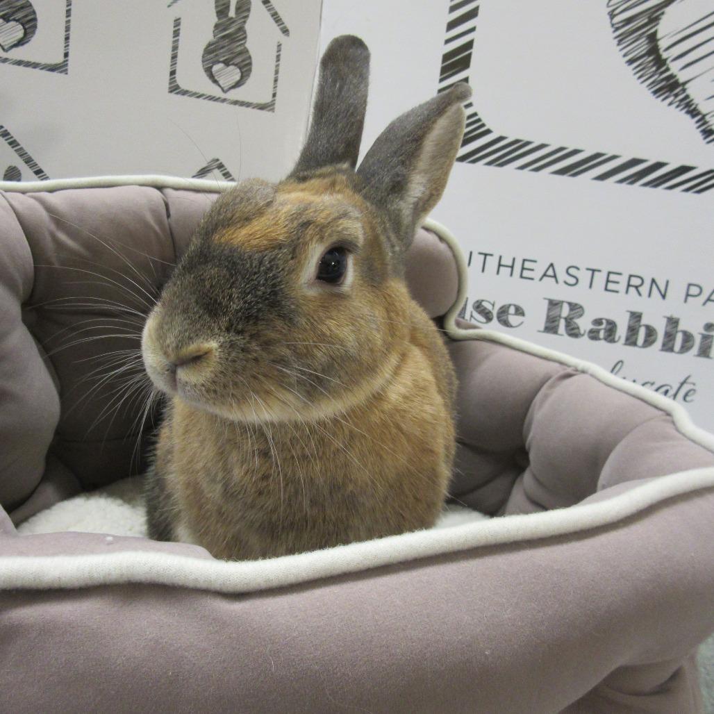 Bacardi, Adoptable, Adult Female Bunny Rabbit.