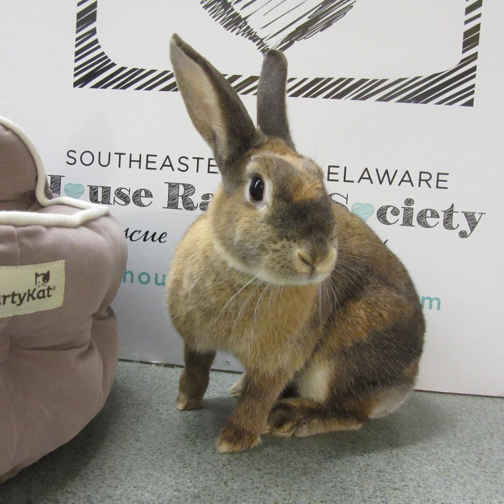 Enlarge Bacardi, a Adoptable Bunny Rabbit in Newport, PA image 2/5