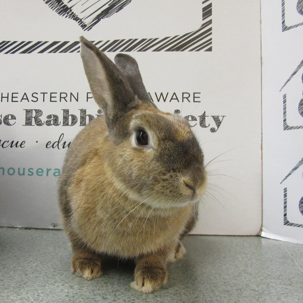 Enlarge Bacardi, a Adoptable Bunny Rabbit in Newport, PA image 3/5