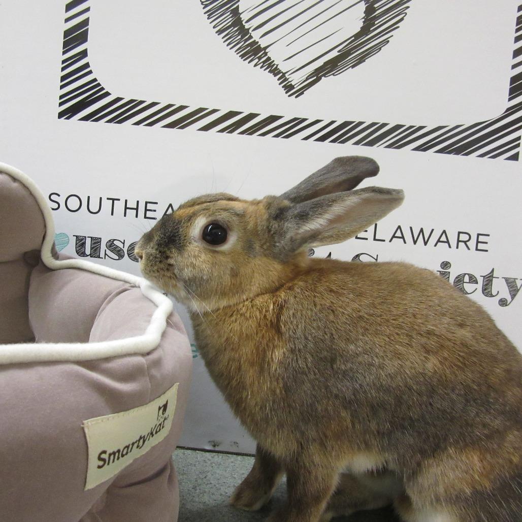 Enlarge Bacardi, a Adoptable Bunny Rabbit in Newport, PA image 4/5