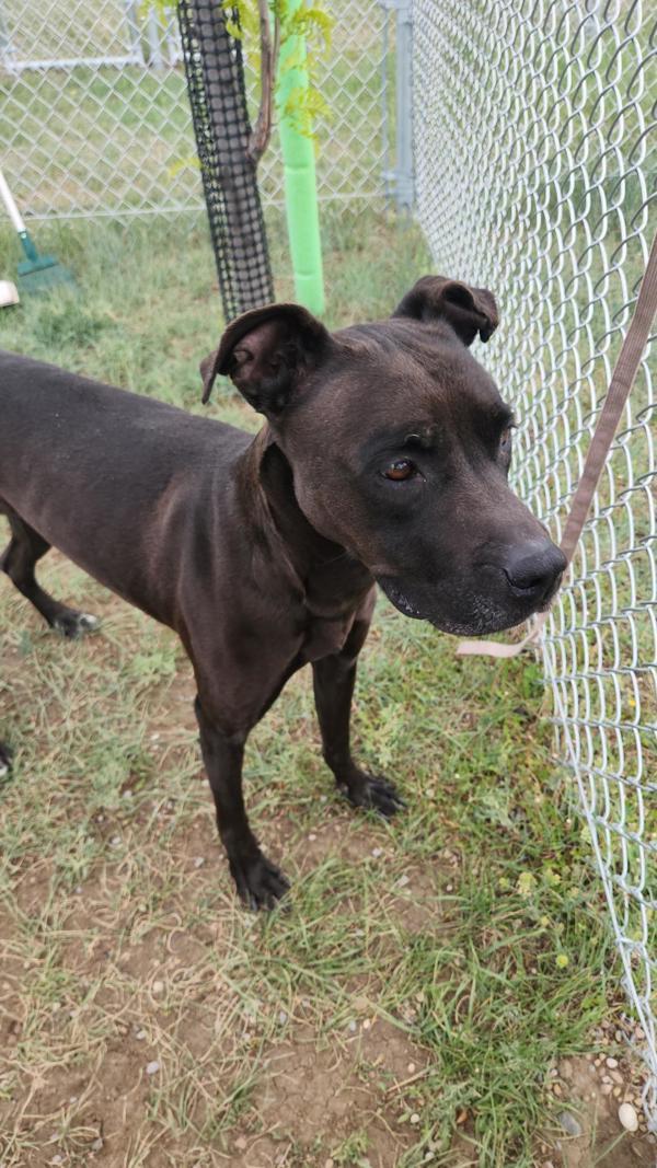 Athena, Adoptable, Adult Female Mixed Breed.
