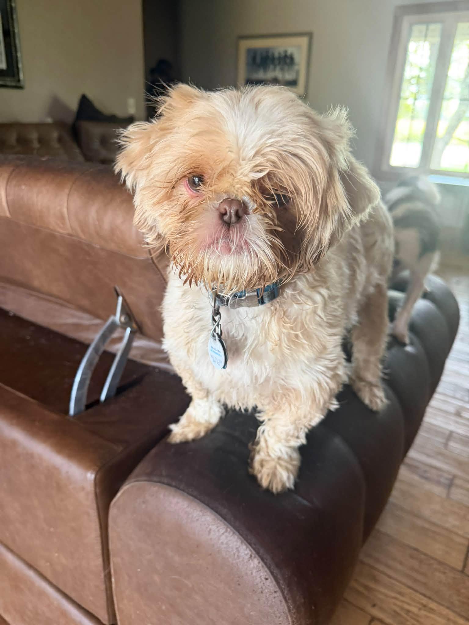 Gizmo, Adopted, Young Male Shih Tzu.