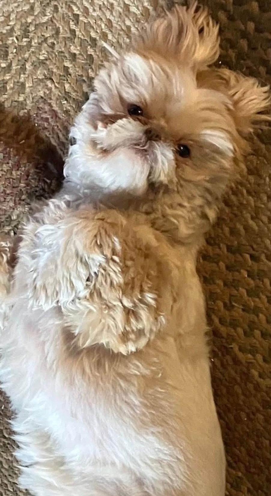 Enlarge Gizmo, a Adopted Shih Tzu in Ashville, OH image 2/3