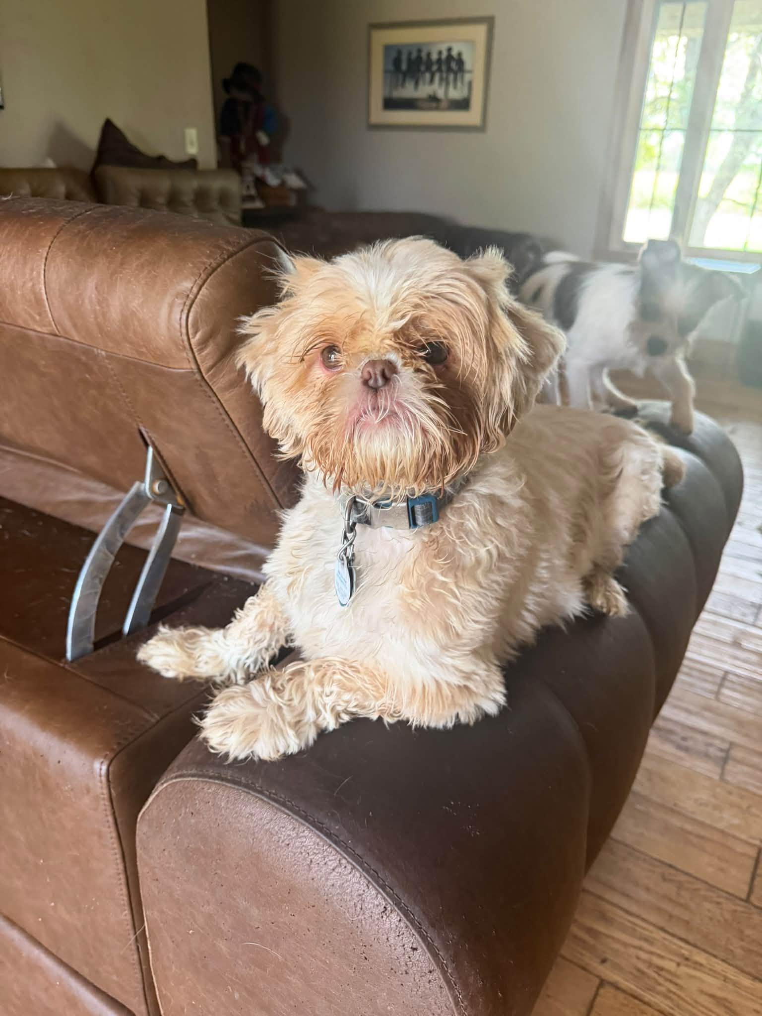 Enlarge Gizmo, a Adopted Shih Tzu in Ashville, OH image 3/3