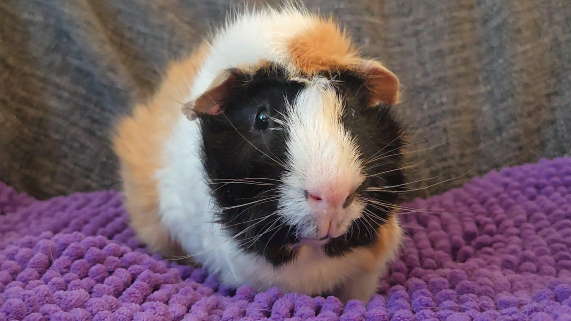 Enlarge Bear and Marshmallow, a Adopted Guinea Pig in Santa Monica, CA image 3/4