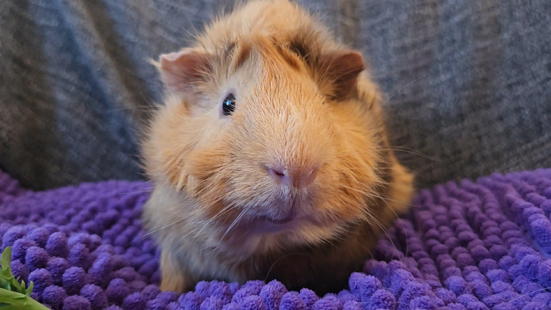Enlarge Bear and Marshmallow, a Adopted Guinea Pig in Santa Monica, CA image 4/4