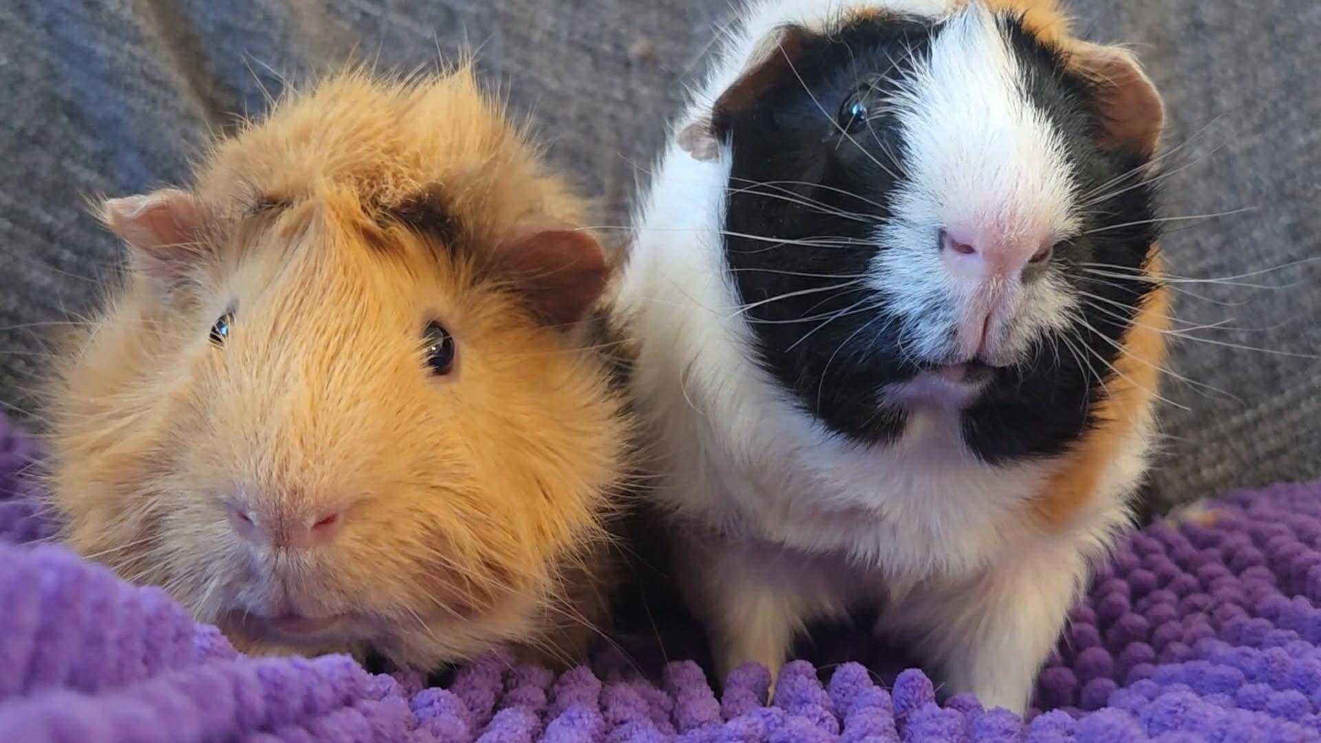 Bear and Marshmallow, Adopted, Adult Male Guinea Pig.