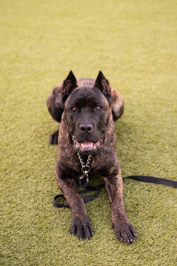 Wayne, Adoptable, Young Male Cane Corso.