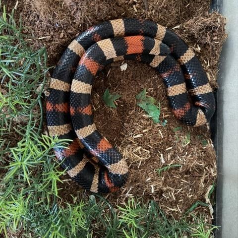 Enlarge King Snakes, a ADOPTABLE King / Milk in Olympia, WA image 2/3