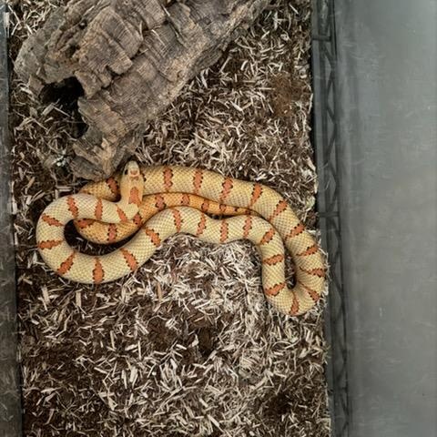 Enlarge King Snakes, a ADOPTABLE King / Milk in Olympia, WA image 1/3