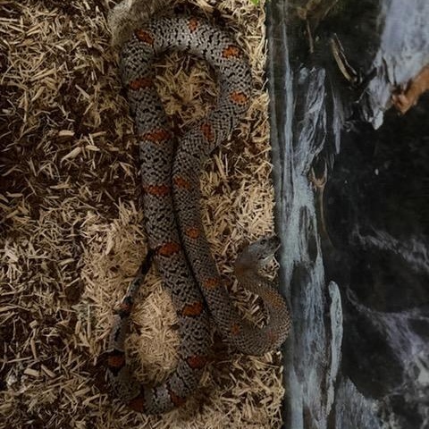 Enlarge King Snakes, a ADOPTABLE King / Milk in Olympia, WA image 3/3