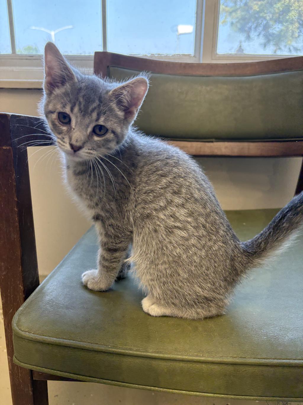 Portia, an adoptable Domestic Short Hair in Little Falls, MN, 56345 | Photo Image 1