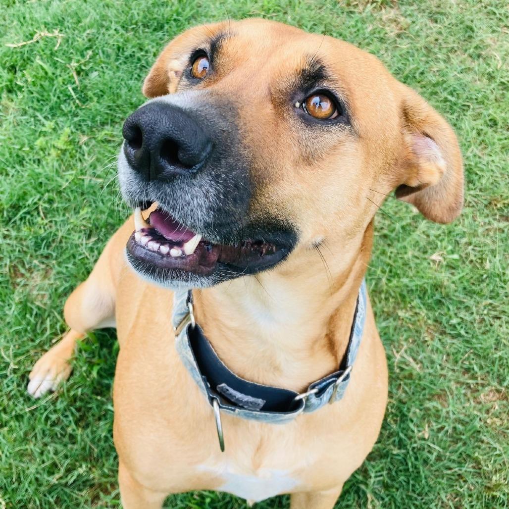 Enlarge Pretzel, a Adoptable mixed breed in Cabot, AR image 1/4