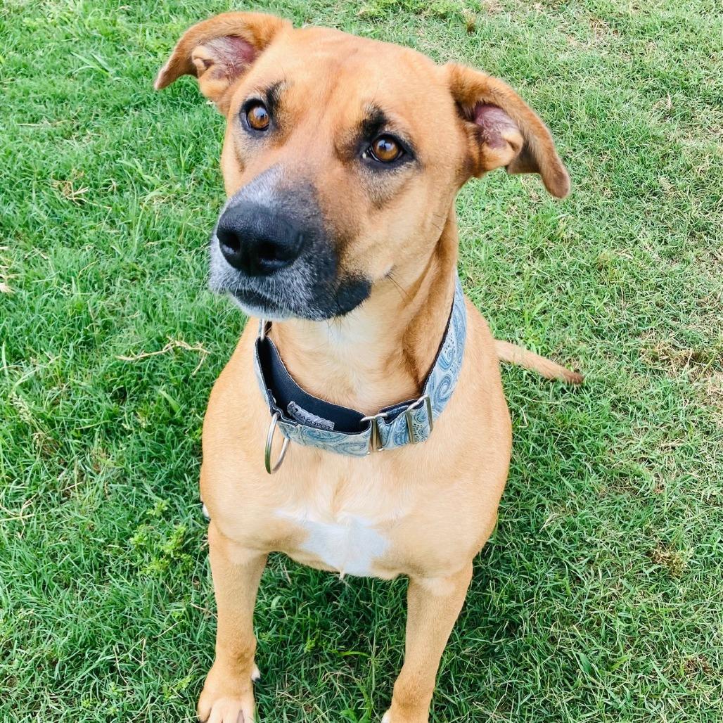 Enlarge Pretzel, a Adoptable mixed breed in Cabot, AR image 2/4