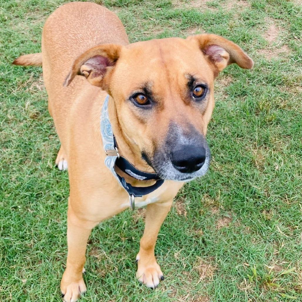 Enlarge Pretzel, a Adoptable mixed breed in Cabot, AR image 3/4