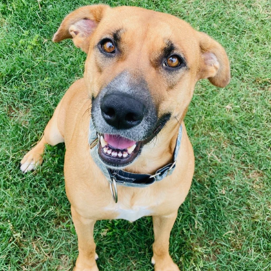 Enlarge Pretzel, a Adoptable mixed breed in Cabot, AR image 4/4