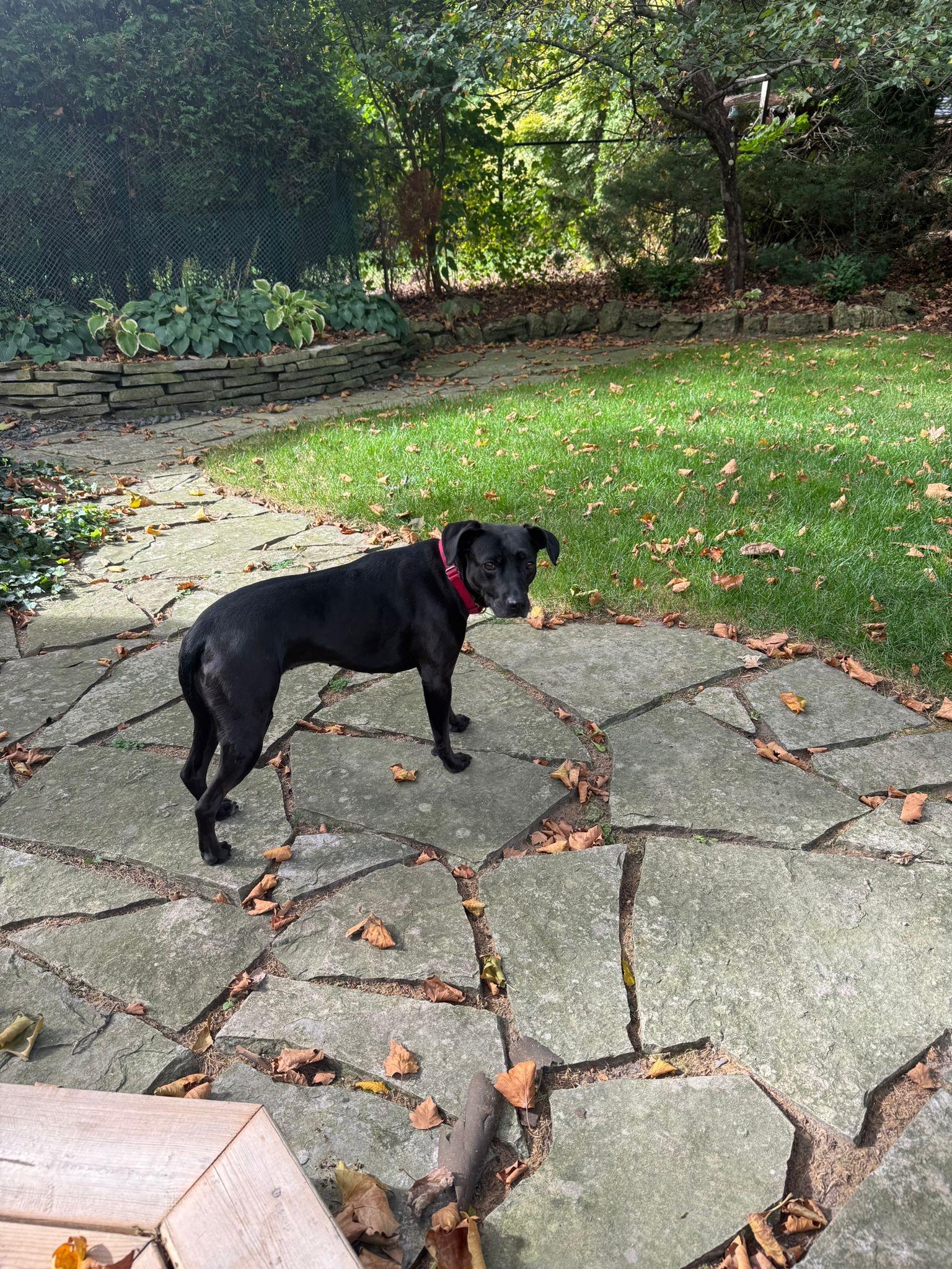 Enlarge Maggie, an adoption pending Labrador Retriever in Oakville, ON image 4/5