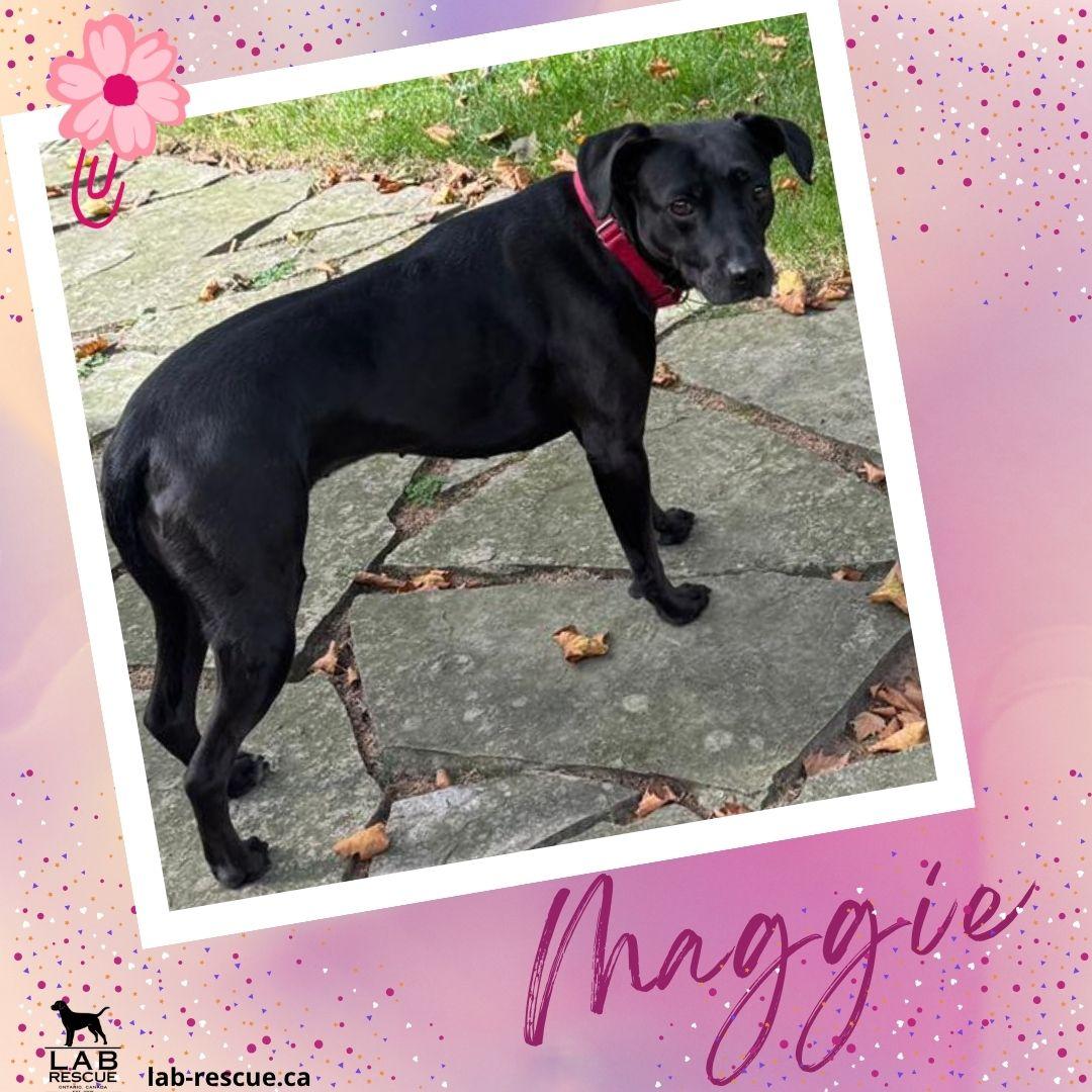 Maggie, ADOPTABLE, Adult Female Labrador Retriever.