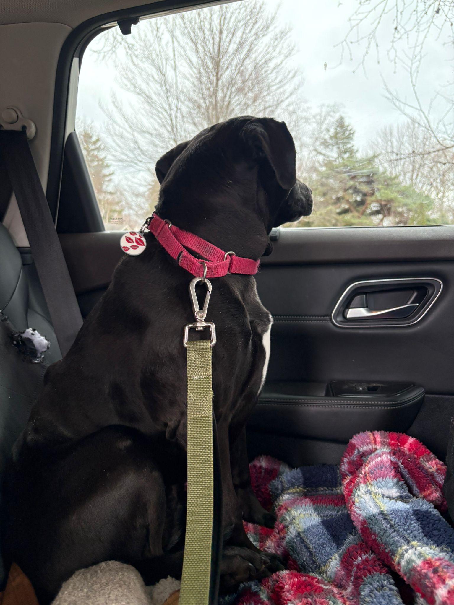 Enlarge Maggie, an adoption pending Labrador Retriever in Oakville, ON image 3/5