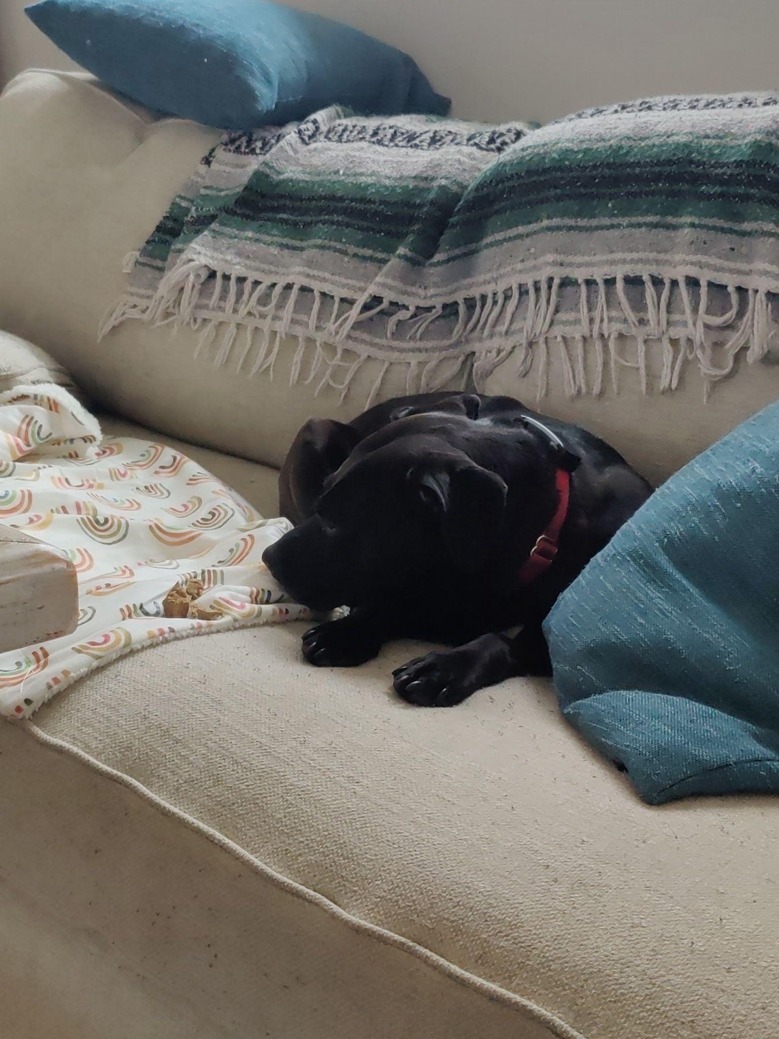 Enlarge Maggie, an adoption pending Labrador Retriever in Oakville, ON image 5/5