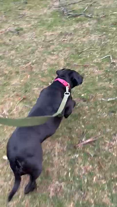 Enlarge Maggie, an adoption pending Labrador Retriever in Oakville, ON video 2/5