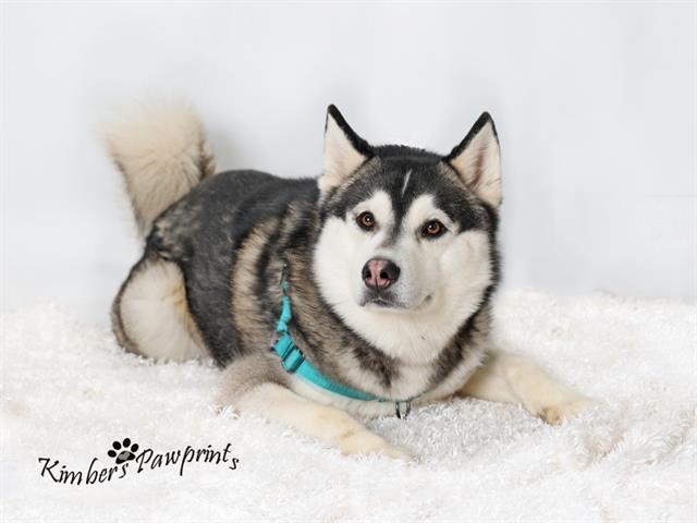 Enlarge TOONCES, a Adoptable mixed breed in Omaha, NE image 1/1