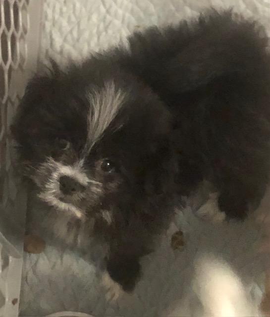 Rascal, Adoptable, Puppy Male Pomeranian & Shih Tzu.