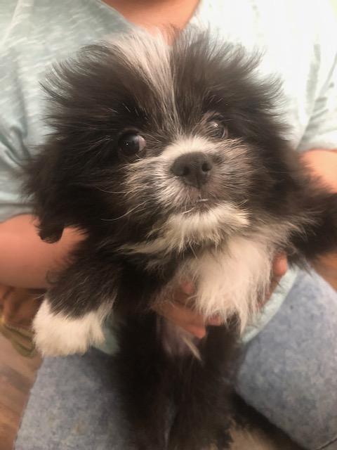 Enlarge Rascal, a Adoptable mixed breed in Colleyville, TX image 2/2