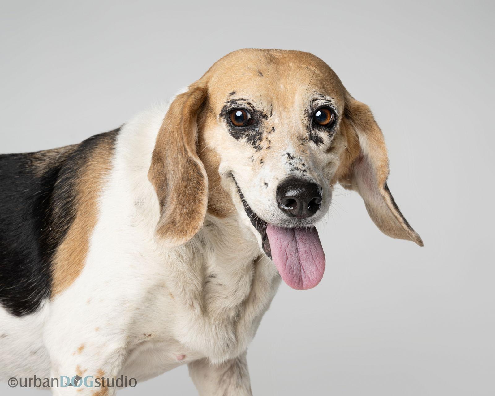 Daisy - F, a Adoptable Beagle in Tampa, FL image 1/3