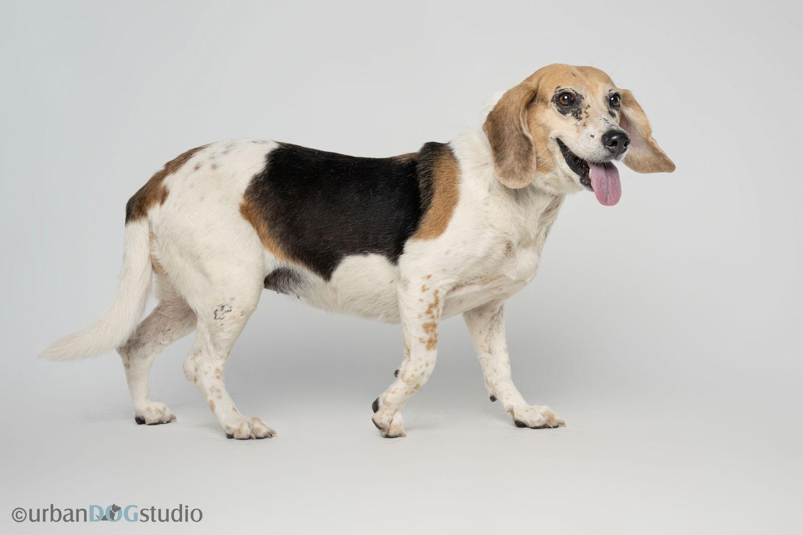 Daisy - F, a Adoptable Beagle in Tampa, FL image 2/3