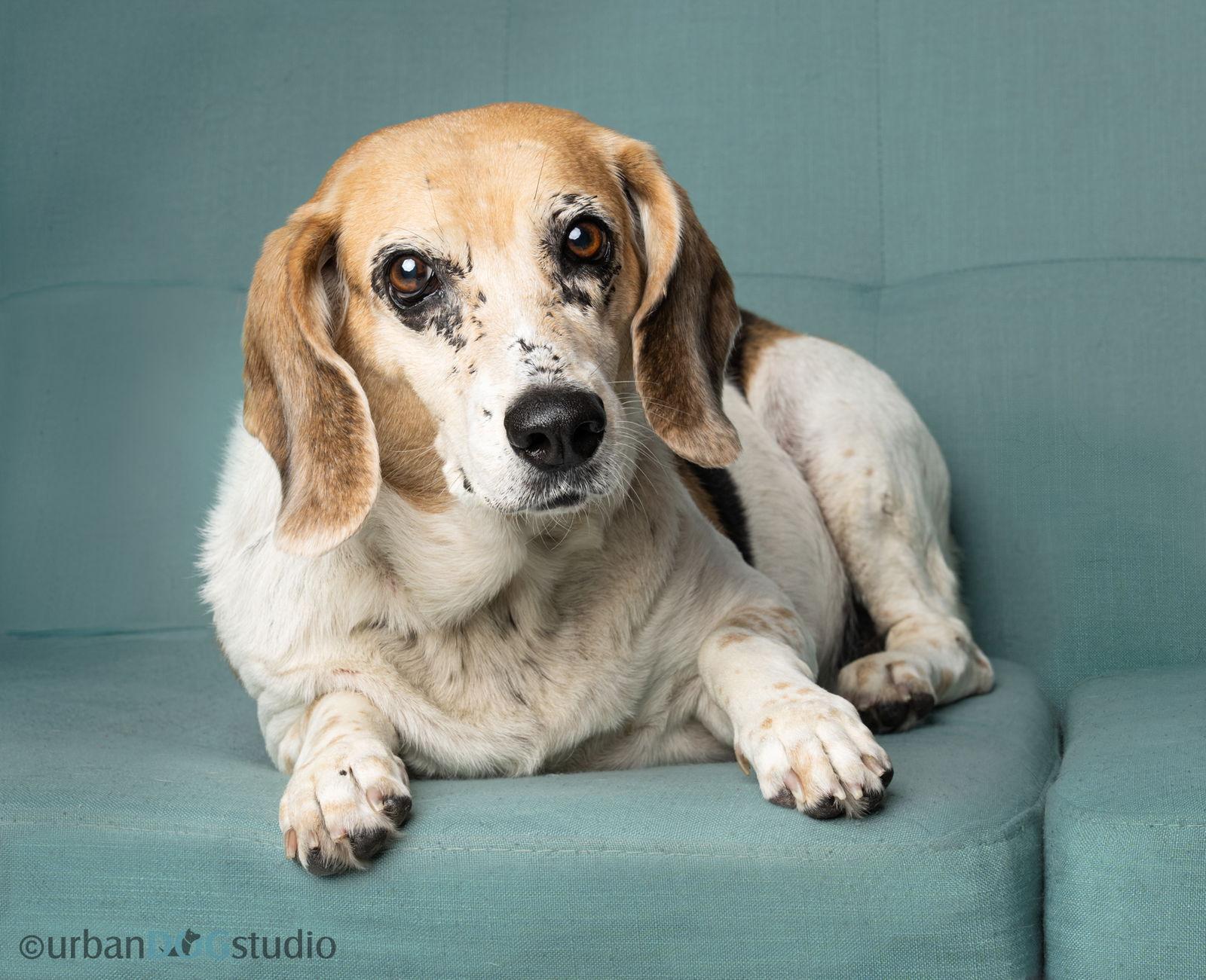Daisy - F, a Adoptable Beagle in Tampa, FL image 3/3