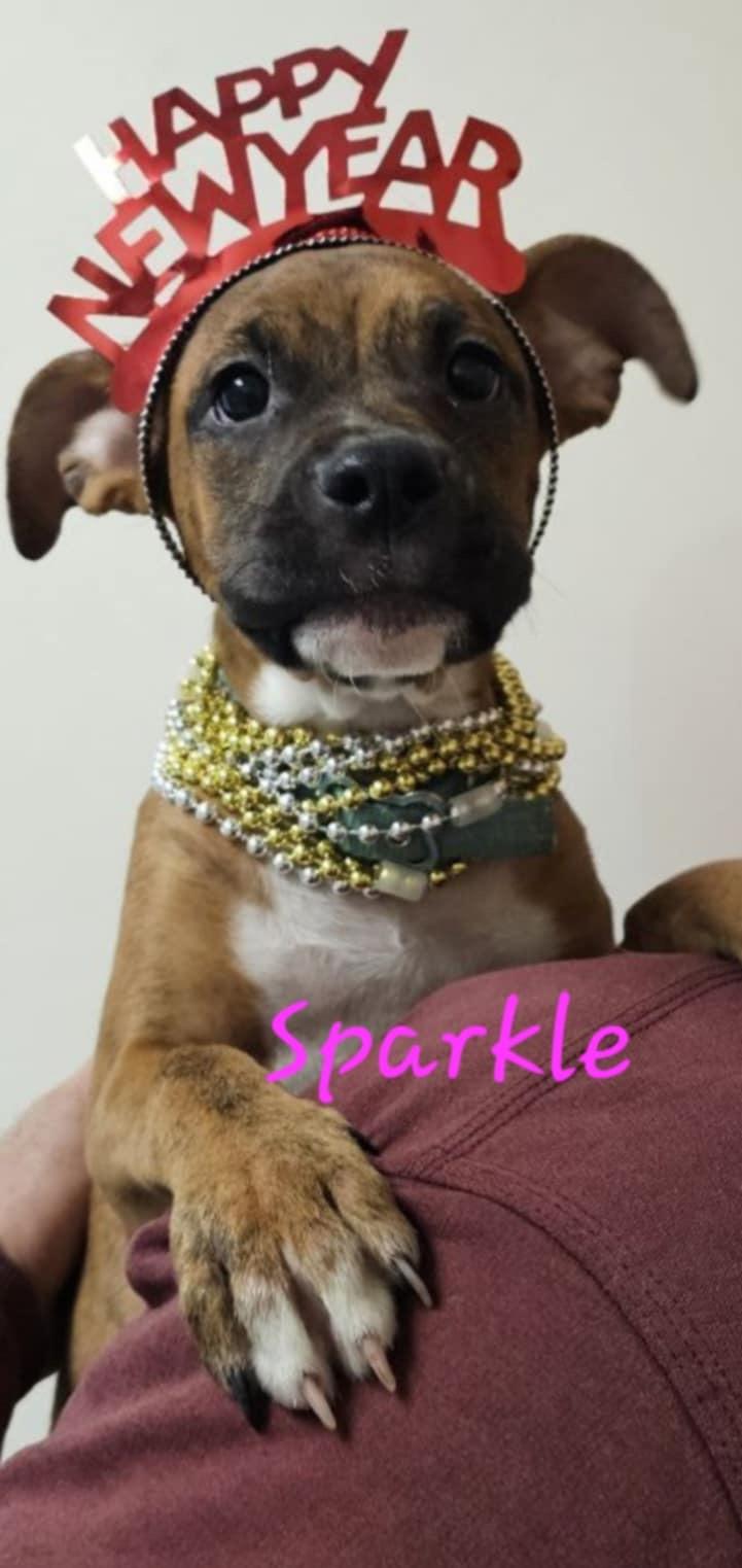 Sparkle, Adopted, Puppy Female Boxer.