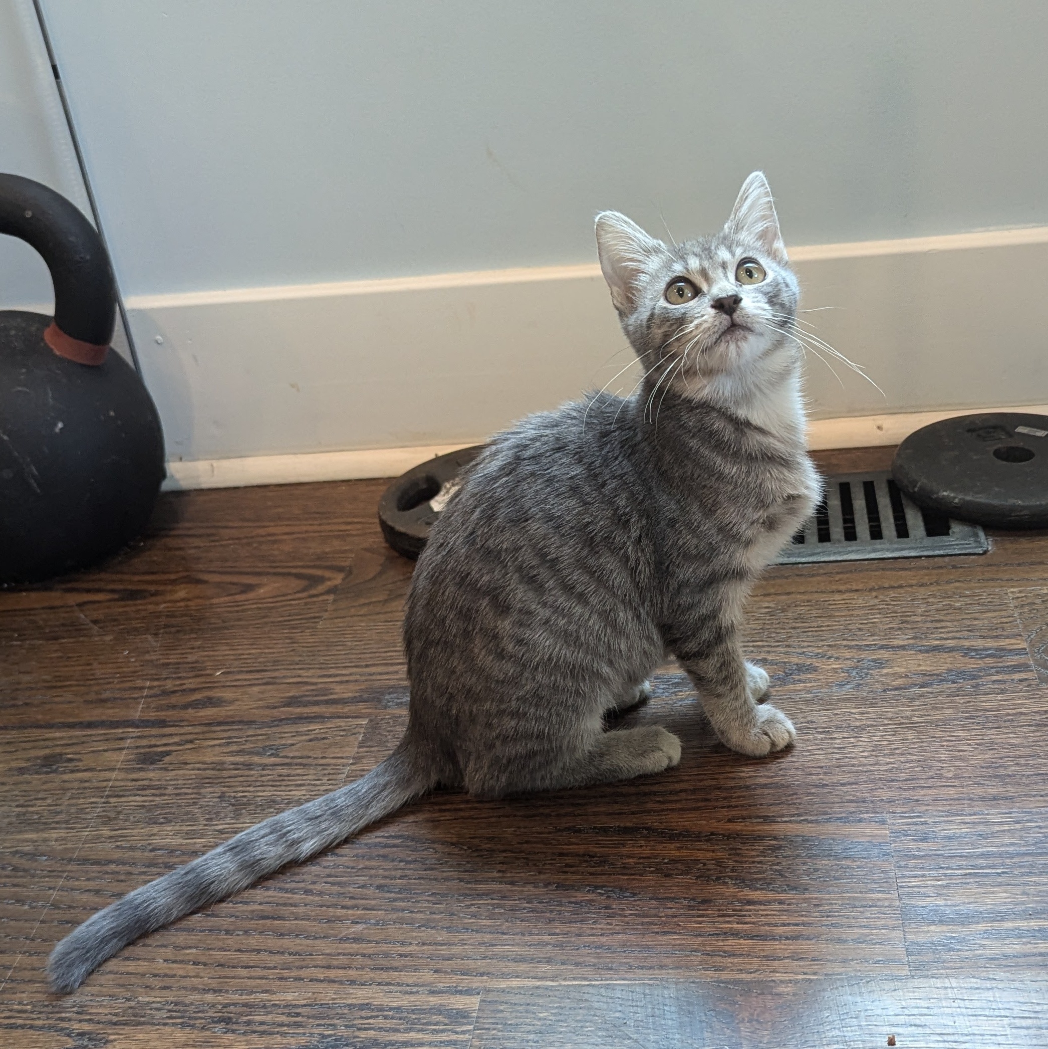 Enlarge Pigeon, a Adopted mixed breed in Richmond, VA image 5/5