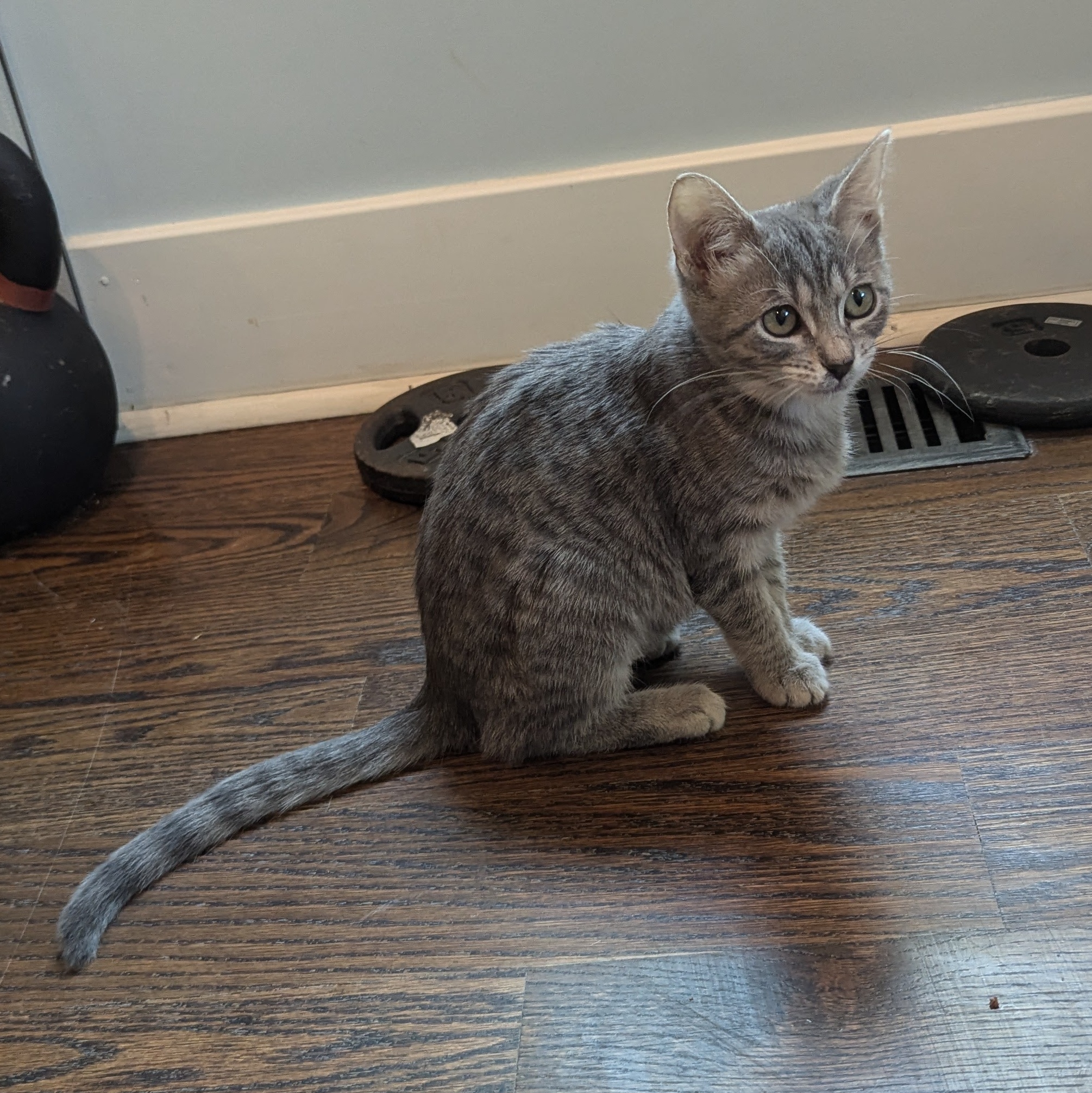Enlarge Pigeon, a Adopted mixed breed in Richmond, VA image 4/5