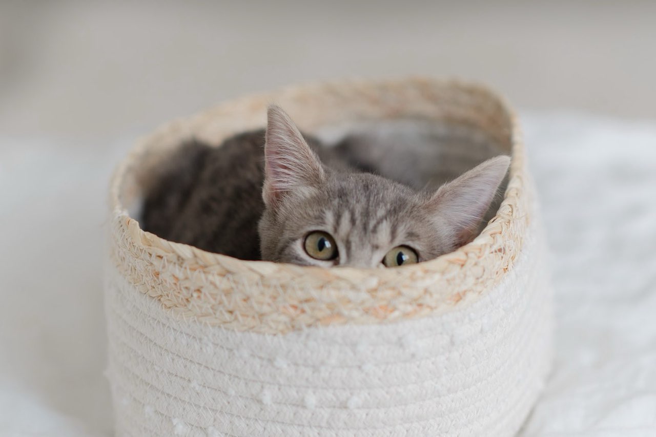 Pigeon, Adopted, Kitten Female Russian Blue & Tabby.