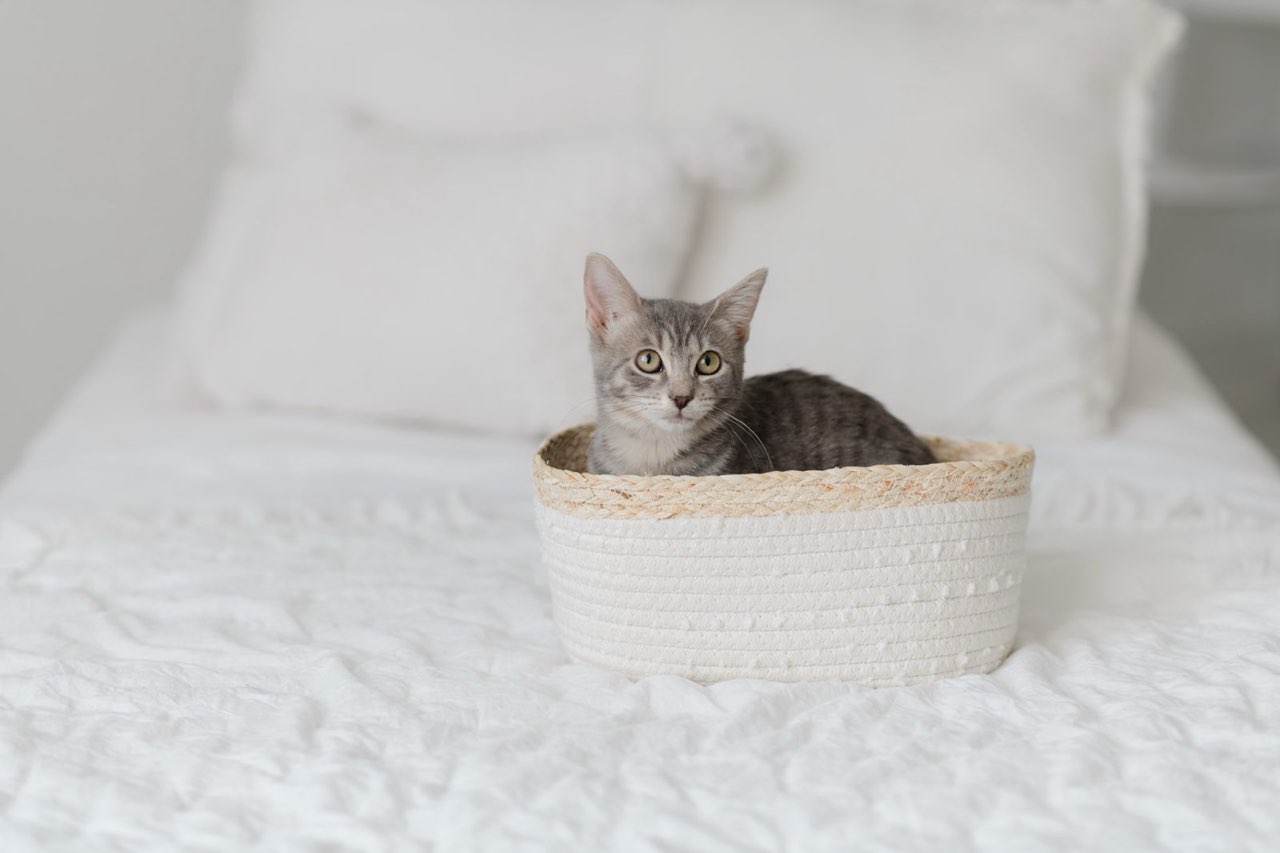 Enlarge Pigeon, a Adopted mixed breed in Richmond, VA image 3/5