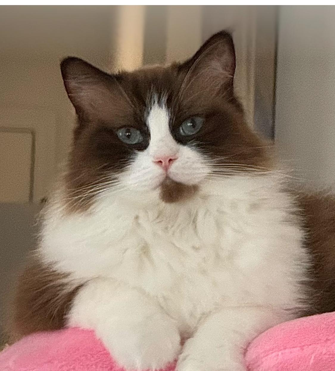 Enlarge Savannah (and Skylar), a Adopted Ragdoll in Sarasota, FL image 1/2